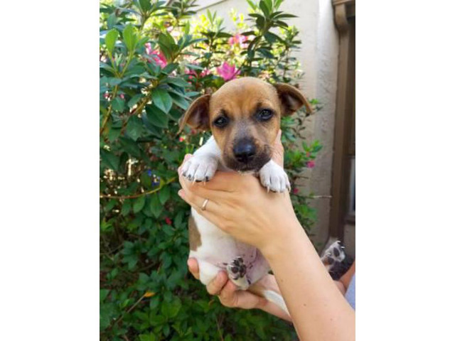 9 weeks old Jack russell terrier puppy for sale in Orlando ...