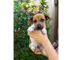 9 weeks old Jack russell terrier puppy for sale - 3