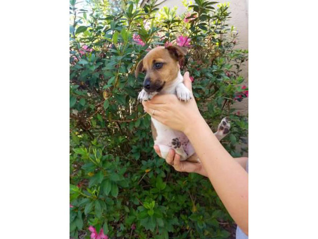 9 weeks old Jack russell terrier puppy for sale in Orlando ...