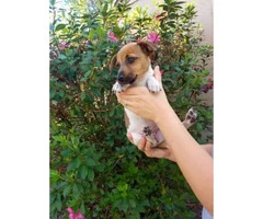 9 weeks old Jack russell terrier puppy for sale - 4