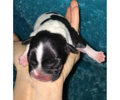 French Bulldog Puppies for Sale - Serious forever homes required