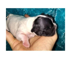 French Bulldog Puppies for Sale - Serious forever homes required - 2