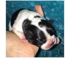 French Bulldog Puppies for Sale - Serious forever homes required - 4
