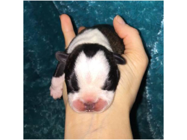 French Bulldog Puppies for Sale Serious forever homes
