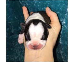 French Bulldog Puppies for Sale - Serious forever homes required - 5