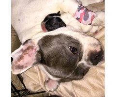 French Bulldog Puppies for Sale - Serious forever homes required - 6