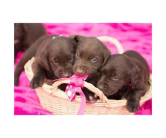 AKC Chocolate lab puppies for sale - 4 males left