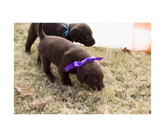 AKC Chocolate lab puppies for sale - 4 males left - 2