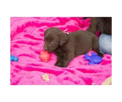 AKC Chocolate lab puppies for sale - 4 males left - 3