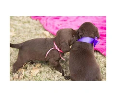 AKC Chocolate lab puppies for sale - 4 males left - 4