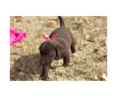 AKC Chocolate lab puppies for sale - 4 males left - 5