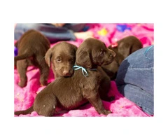 AKC Chocolate lab puppies for sale - 4 males left - 6