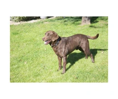 AKC Chocolate lab puppies for sale - 4 males left - 7