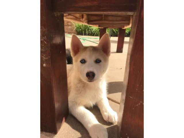 Purebred Husky Puppy for Sale - One Female Left in Irvine ...