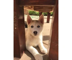 Purebred Husky Puppy for Sale -  One Female Left