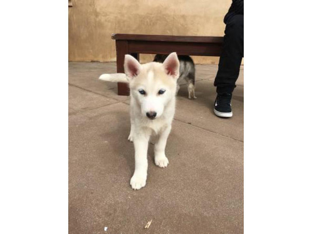 Purebred Husky Puppy for Sale - One Female Left in Irvine ...