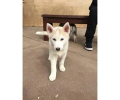 Purebred Husky Puppy for Sale -  One Female Left - 2