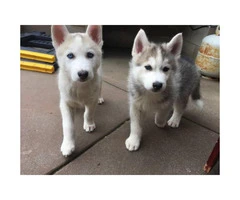 Purebred Husky Puppy for Sale -  One Female Left - 3