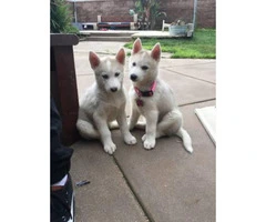 Purebred Husky Puppy for Sale -  One Female Left - 4