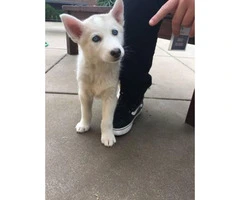 Purebred Husky Puppy for Sale -  One Female Left - 5