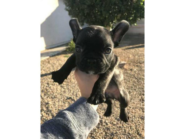 Male French bulldog brindle puppy for sale in Mesa