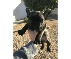 Male French bulldog brindle puppy for sale - 2