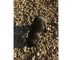 Male French bulldog brindle puppy for sale - 3