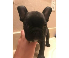 Male French bulldog brindle puppy for sale - 4