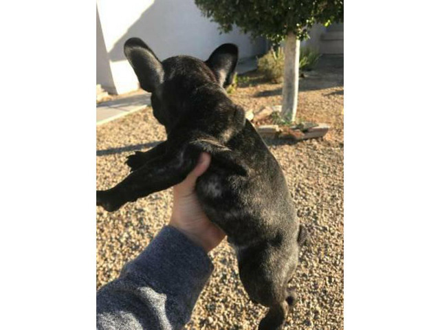 Male French bulldog brindle puppy for sale in Mesa