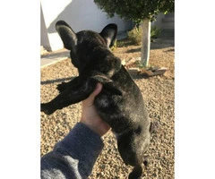Male French bulldog brindle puppy for sale - 5