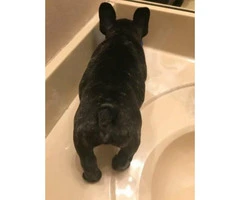 Male French bulldog brindle puppy for sale - 6