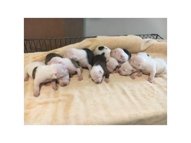 3 Males & 6 Females American bulldog puppies for sale in ...
