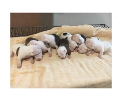 3 Males & 6 Females American bulldog puppies for sale - 1