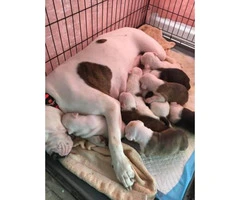 3 Males & 6 Females American bulldog puppies for sale - 2