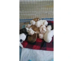 3 Males & 6 Females American bulldog puppies for sale - 3