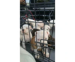 3 Males & 6 Females American bulldog puppies for sale - 4