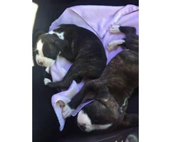 8 weeks old Male & Female registered boxer puppies