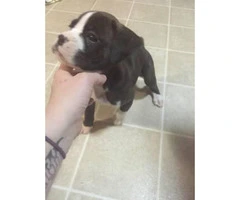 8 weeks old Male & Female registered boxer puppies - 2