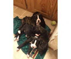 8 weeks old Male & Female registered boxer puppies - 3