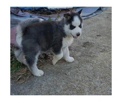 2 females and 1 male Siberian husky puppies