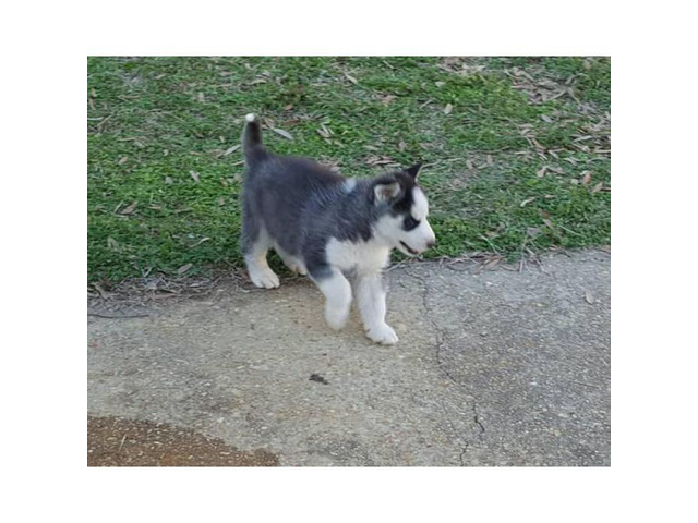 2 females and 1 male Siberian husky puppies in Tupelo ...