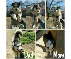 2 females and 1 male Siberian husky puppies - 4