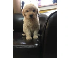 3 females and 2 males Goldendoodle Puppies available