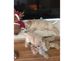 3 females and 2 males Goldendoodle Puppies available - 2