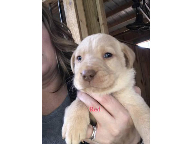 AKC yellow lab puppies in Athens, Puppies for