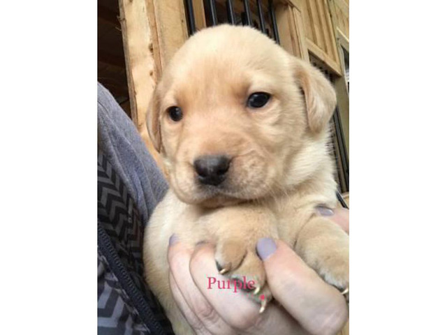 AKC yellow lab puppies in Athens, Georgia - Puppies for ...