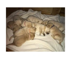 AKC yellow lab puppies - 5