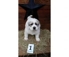 Great Pyrenees Pups 5 Available