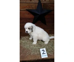 Great Pyrenees Pups 5 Available - 2