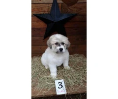 Great Pyrenees Pups 5 Available - 3
